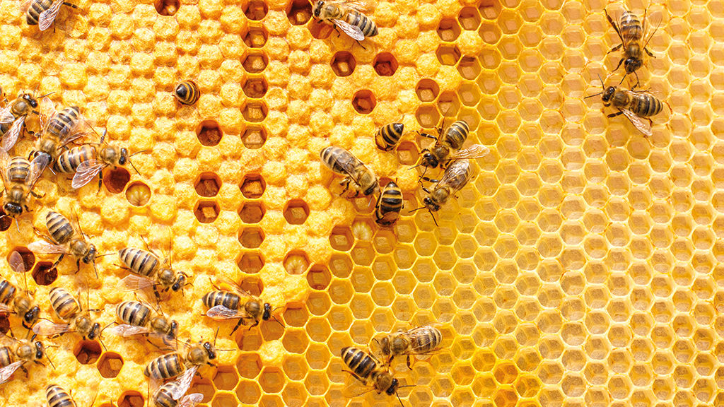 Nahaufnahme von Bienen auf Bienenwabe