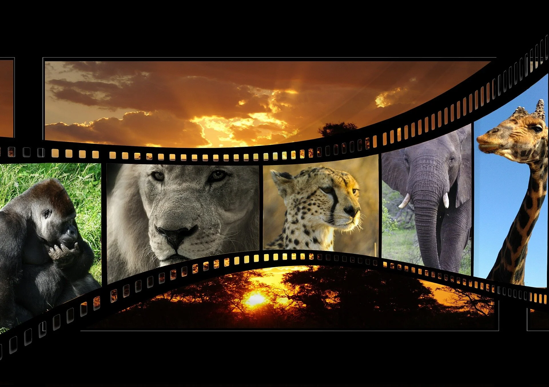 Naturfilm